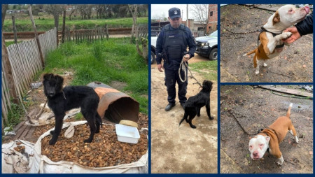 Mocoretá: Ordenaron el rescate y traslado a un refugio de dos perros ante un presunto caso de maltrato animal